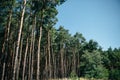 Coniferous forest, tall young pine trees Royalty Free Stock Photo