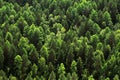 Coniferous forest top view. Taiga photos Royalty Free Stock Photo