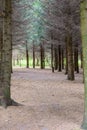 Coniferous forest. The trail is covered with fallen spruce needles. Untouched spruce forest, pinery, pine tree, pine forest, fairy