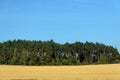 Coniferous forest among a wheat field