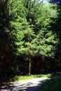 Coniferous forests in protected landscape area
