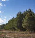 Coniferous, green forest and clear, blue sky with white clouds. Beautiful autumn landscape on a bright sunny day Royalty Free Stock Photo