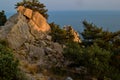 coniferous green trees and bushes grow among large big stones, sharp rocks on coast of blue sea, in warm orange light of sun Royalty Free Stock Photo