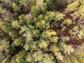 Coniferous Grove Aerial