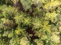 Coniferous Grove Aerial