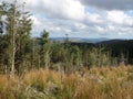 Coniferous grove with a section of dead trees . Forest dieback Land development towards heather and desert landscape . Dead grass