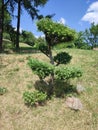 Coniferous gymnosperm evergreen tree