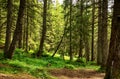 Coniferous mountain forest. Carpathians. Ukraine. Holidays in the mountains. Tourism. Outdoor activities Royalty Free Stock Photo