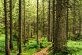 Coniferous mountain forest. Carpathians. Ukraine. Holidays in the mountains. Tourism. Outdoor activities Royalty Free Stock Photo