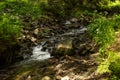 Coniferous mountain forest with a mountain river. Carpathians. Ukraine. Holidays in the mountains. Tourism. Outdoor activities Royalty Free Stock Photo