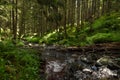 Coniferous mountain forest with a mountain river. Carpathians. Ukraine. Holidays in the mountains. Tourism. Outdoor activities Royalty Free Stock Photo