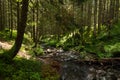 Coniferous mountain forest with a mountain river. Carpathians. Ukraine. Holidays in the mountains. Tourism. Outdoor Royalty Free Stock Photo