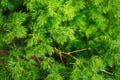 Coniferous nature background. Larch branch. Royalty Free Stock Photo