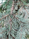 Coniferous needles, pine forest without snow. Royalty Free Stock Photo