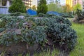 Coniferous ornamental plants in a city park. Gardening and Landscaping With Decorative Trees and Plants.