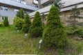 Coniferous ornamental plants in a city park. Gardening and Landscaping With Decorative Trees and Plants.