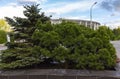 Coniferous ornamental plants in a city park. Gardening and Landscaping With Decorative Trees and Plants.