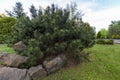 Coniferous ornamental plants in a city park. Gardening and Landscaping With Decorative Trees and Plants.