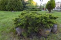 Coniferous ornamental plants in a city park. Gardening and Landscaping With Decorative Trees and Plants.