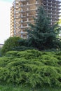 Coniferous ornamental plants in a city park. Gardening and Landscaping With Decorative Trees and Plants.