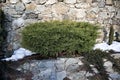 Coniferous ornamental shrub between stone walls