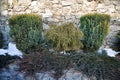 Coniferous ornamental shrubs between the stone walls