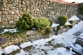 Coniferous ornamental shrubs between the stone walls