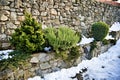 Coniferous ornamental shrubs between the stone walls