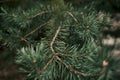 Coniferous pine branches in a pine forest, cloudy weather Royalty Free Stock Photo