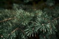 Coniferous pine branches in a pine forest, cloudy weather Royalty Free Stock Photo