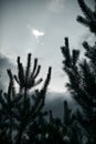 Coniferous pine branches in a pine forest, cloudy weather Royalty Free Stock Photo
