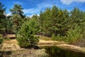 Coniferous pine forest, under the bright rays of the summer sun. Trees middle lane. Royalty Free Stock Photo