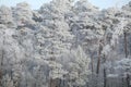 Coniferous pine forest in winter