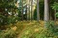 Coniferous pine and spruce forest