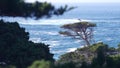 Coniferous pine tree, cypress forest or grove. Monterey, California ocean coast. Royalty Free Stock Photo