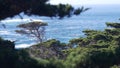 Coniferous pine tree, cypress forest or grove. Monterey, California ocean coast. Royalty Free Stock Photo