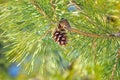 Coniferous pinecone