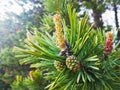 Coniferous plant