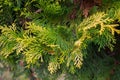 Coniferous plant, green branch with yellow edges Biota eastern