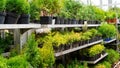 Coniferous plant nursery. Racks with pots of thujas, junipers, cypresses in the garden center. Sale of a variety of conifers at a Royalty Free Stock Photo