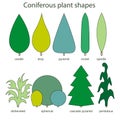 Coniferous plant shapes - disheveled spherical cascade pyramid pendulous candle drop spindle rocket