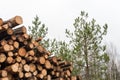 Pulpwood heap in a forest Royalty Free Stock Photo