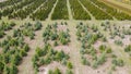 Coniferous saplings plantation planted in rows on field at daytime. Aerial view from drone of growing in rows spruces