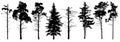 Coniferous set evergreen tree with branches knots sticks in winter. Forest trees silhouette. Isolated vector set.