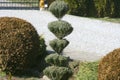 Coniferous shrub in the garden. Shapes cut out of the bushes by the gardener