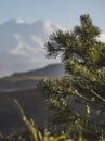 Coniferous shrub of a young pine tree with bright green needles on branches in macro, at sunset lighting in the evening Royalty Free Stock Photo