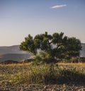 Coniferous shrub of a young pine tree with bright green needles on the branches at sunset lighting in the evening Royalty Free Stock Photo