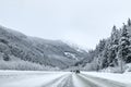 Coniferous snowy forest in the Rocky Mountains. Royalty Free Stock Photo