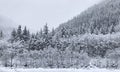 Coniferous snowy forest in the Rocky Mountains. Royalty Free Stock Photo