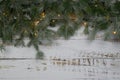 Coniferous spruce branches with snow and LIGHT CHAIN white abraded boards. Natural Christmas and winter background or concept.